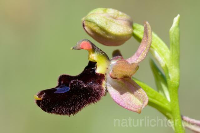 W12388 Bertolonii-änliche Ragwurz,Ophrys bertoloiiformis - Peter Wächtershäuser