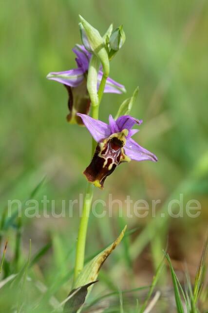 W12391 Apulische Ragwurz,Ophrys apulica - Peter Wächtershäuser