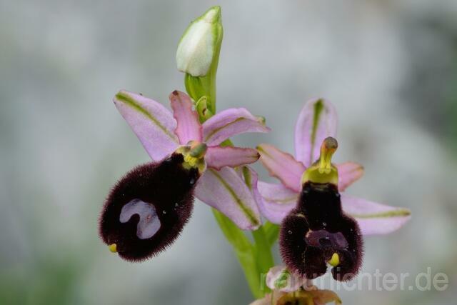 W12395 Bertolonis Ragwurz,Ophrys bertoloii - Peter Wächtershäuser