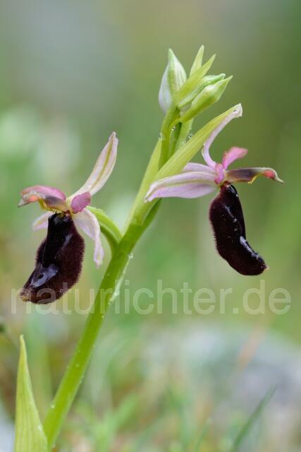 W12397 Bertolonis Ragwurz,Ophrys bertoloii - Peter Wächtershäuser