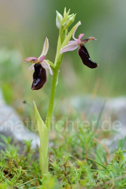 W12398 Bertolonis Ragwurz,Ophrys bertoloii - Peter Wächtershäuser