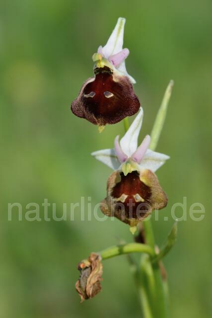 W12404 Brillen-Ragwurz,Ophrys biscutella - Peter Wächtershäuser