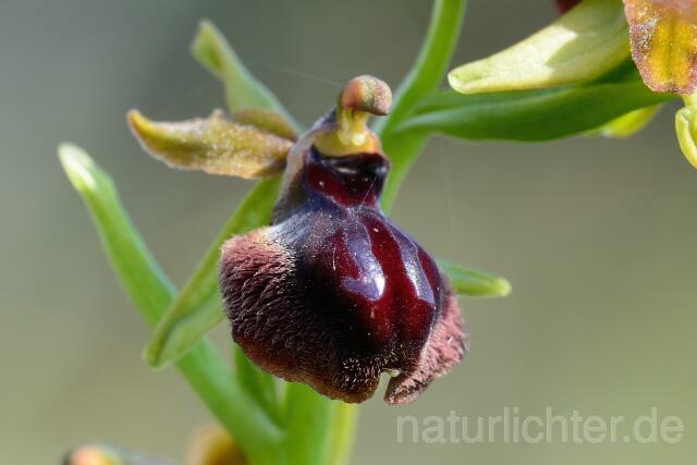 W12420 Gargano Ragwurz,Ophrys passionis - Peter Wächtershäuser