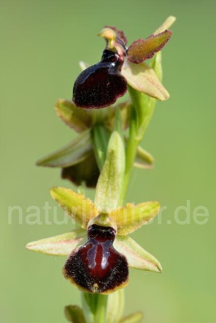 W12421 Gargano Ragwurz,Ophrys passionis - Peter Wächtershäuser