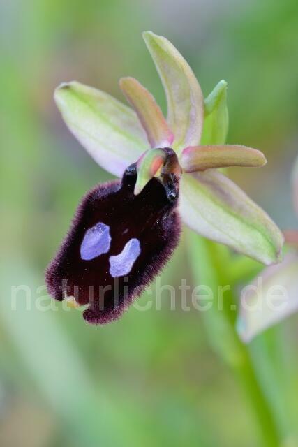 W12424 Vorgebirgs-Ragwurz,Ophrys promontorii - Peter Wächtershäuser