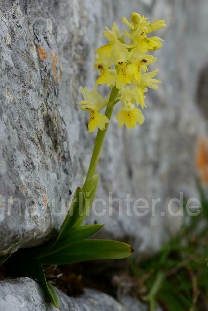 W12445 Wenigblütiges Knabe,Orchis pauciflora - Peter Wächtershäuser