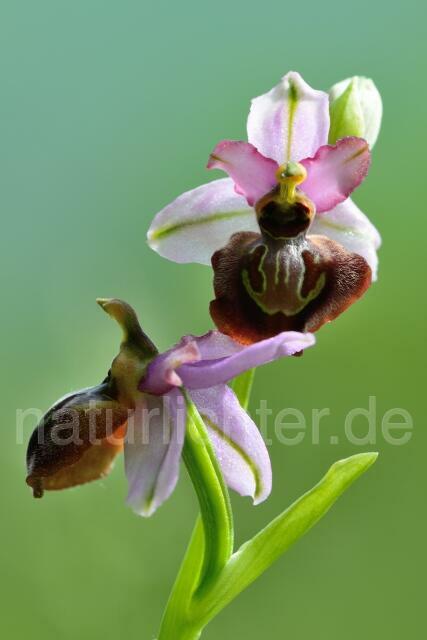 W12516 Aveyron-Ragwurz,Ophrys aveyronensis - Peter Wächtershäuser