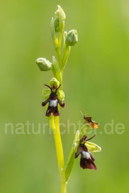 W14071 Fliegen-Ragwurz,Ophrys insectifera - Peter Wächtershäuser