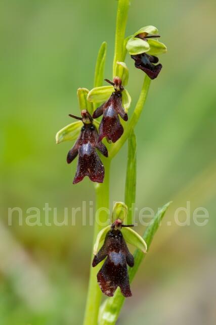 W14072 Fliegen-Ragwurz,Ophrys insectifera - Peter Wächtershäuser