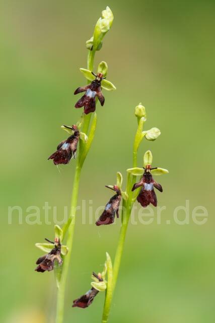 W14073 Fliegen-Ragwurz,Ophrys insectifera - Peter Wächtershäuser