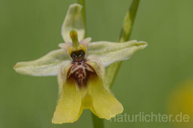 W18010 Lacaitas Ragwurz,Ophrys lacaitae - Peter Wächtershäuser