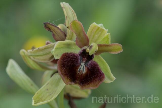 W18020 Gargano-Ragwurz,Ophrys garganica - Peter Wächtershäuser