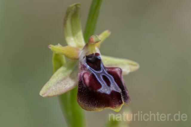 W19463 Gortyn-Ragwurz,Ophrys sphegodes subsp. gortynia - Peter Wächtershäuser
