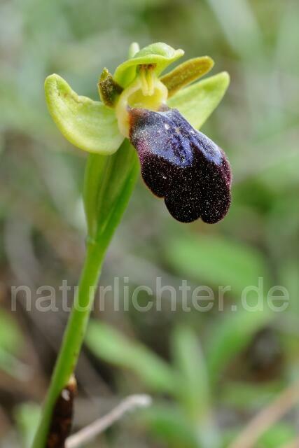 W8339 Regenbogen-Ragwurz,Ophrys iricolor - Peter Wächtershäuser
