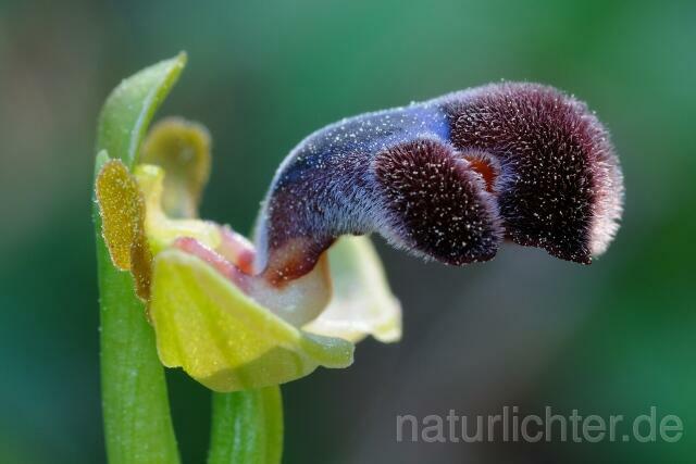 W8364 Omega-Ragwurz,Ophrys omegaifera - Peter Wächtershäuser