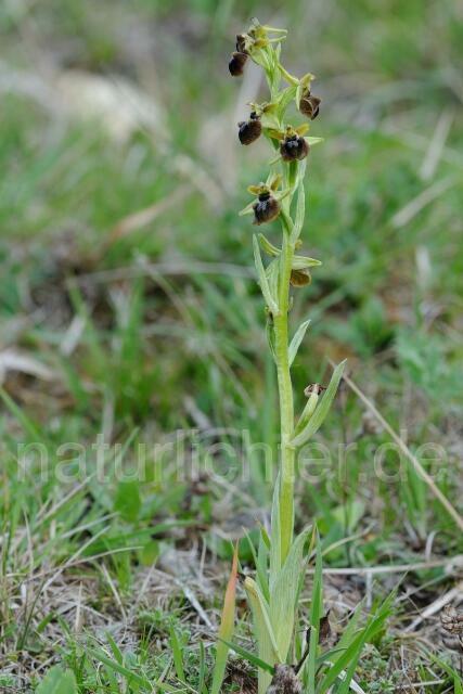 W9240 Spinnen-Ragwurz,Ophrys sphegodes - Peter Wächtershäuser