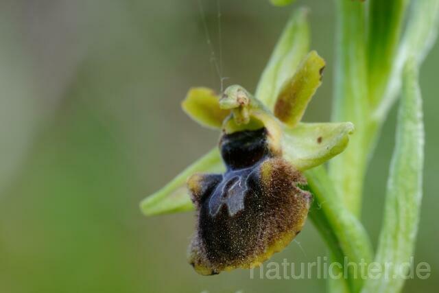 W9243 Spinnen-Ragwurz,Ophrys sphegodes - Peter Wächtershäuser