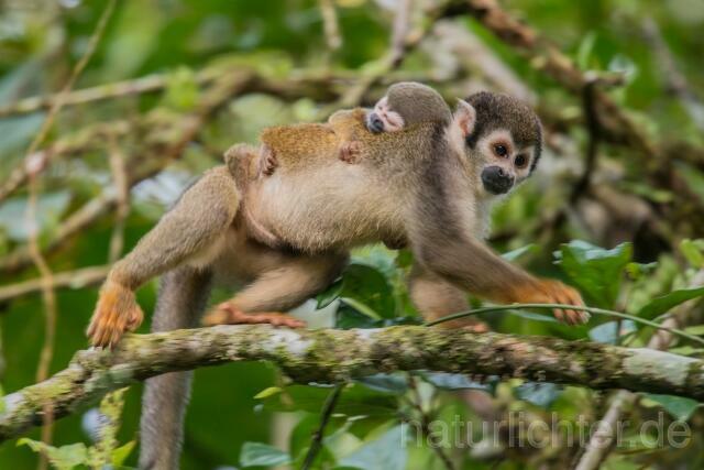 W14466 Ecuador-Totenkopfaffe,Ecuadorian Squirrel Monkey - Peter Wächtershäuser