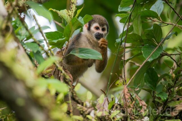 W14467 Ecuador-Totenkopfaffe,Ecuadorian Squirrel Monkey - Peter Wächtershäuser