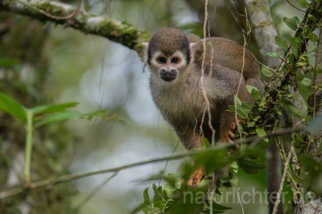W14468 Ecuador-Totenkopfaffe,Ecuadorian Squirrel Monkey - Peter Wächtershäuser