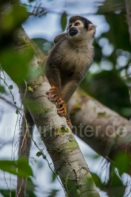W14470 Ecuador-Totenkopfaffe,Ecuadorian Squirrel Monkey - Peter Wächtershäuser