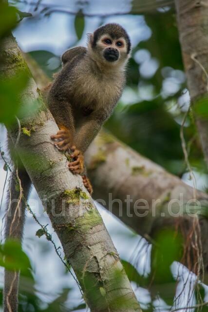 W14472 Ecuador-Totenkopfaffe,Ecuadorian Squirrel Monkey - Peter Wächtershäuser