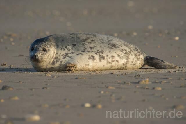 W16390 Seehund,Harbor seal - Peter Wächtershäuser