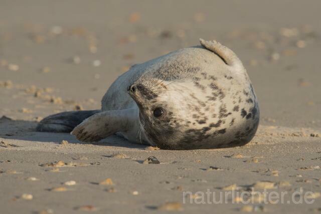 W16394 Seehund,Harbor seal - Peter Wächtershäuser