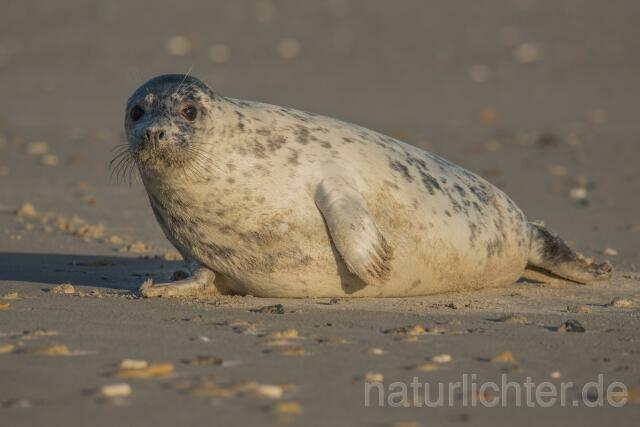 W16395 Seehund,Harbor seal - Peter Wächtershäuser