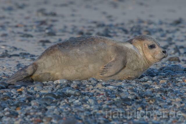 W16396 Seehund,Harbor seal - Peter Wächtershäuser