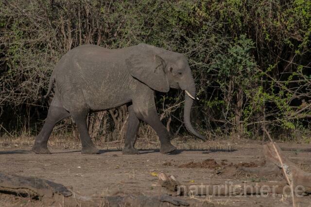 W20589 Afrikanische Elefant,African bush elephant - Peter Wächtershäuser