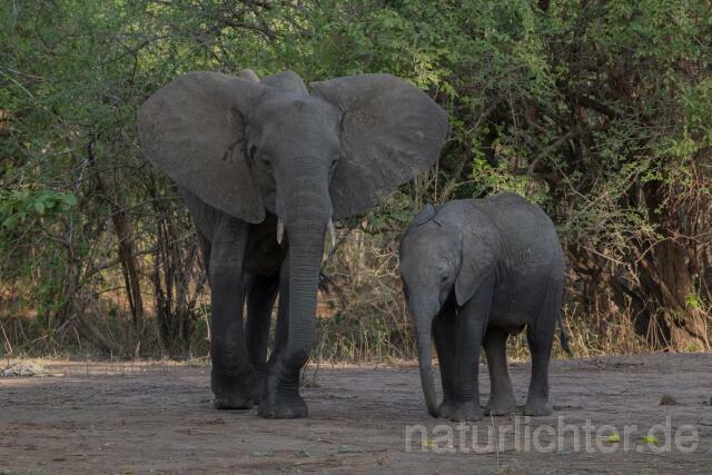 W20590 Afrikanische Elefant,African bush elephant - Peter Wächtershäuser