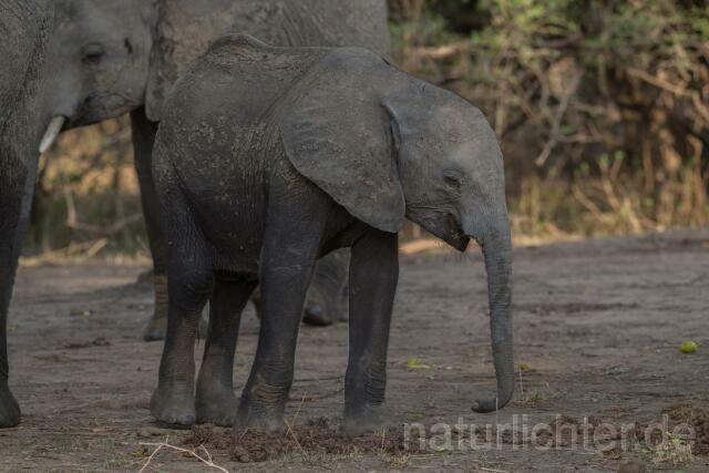 W20591 Afrikanische Elefant,African bush elephant - Peter Wächtershäuser