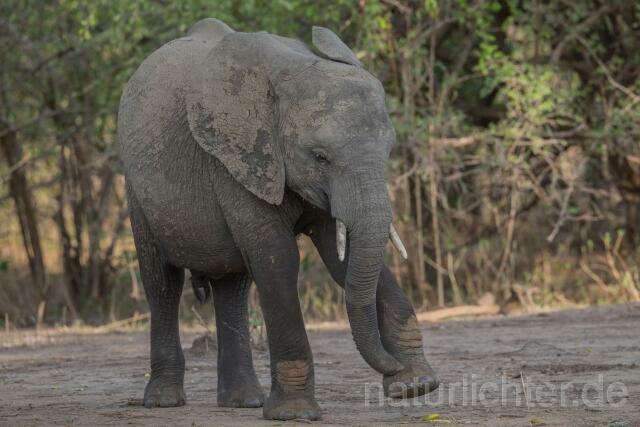 W20592 Afrikanische Elefant,African bush elephant - Peter Wächtershäuser