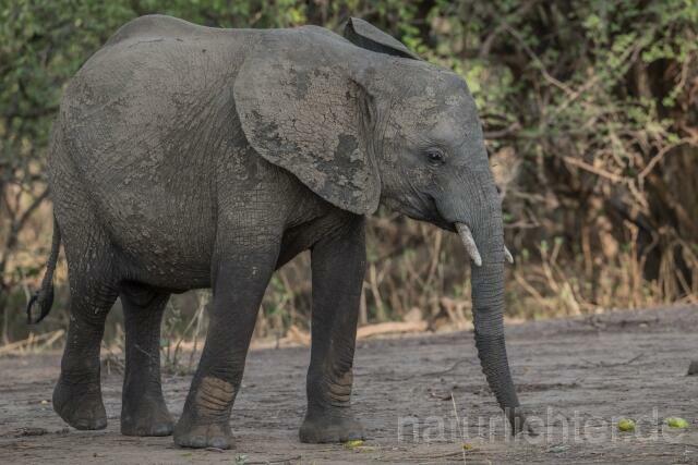W20593 Afrikanische Elefant,African bush elephant - Peter Wächtershäuser