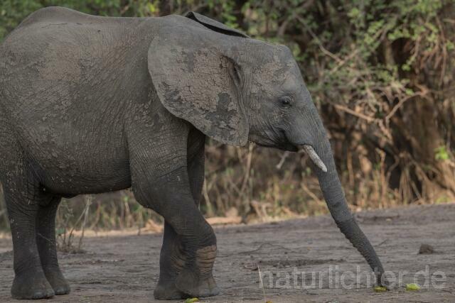 W20594 Afrikanische Elefant,African bush elephant - Peter Wächtershäuser