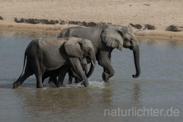 W20595 Afrikanische Elefant,African bush elephant - Peter Wächtershäuser