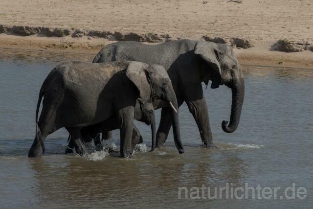 W20596 Afrikanische Elefant,African bush elephant - Peter Wächtershäuser