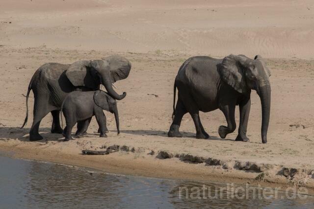 W20597 Afrikanische Elefant,African bush elephant - Peter Wächtershäuser