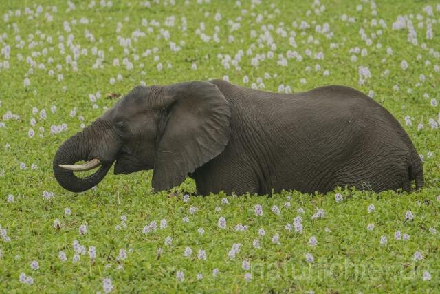 W20601 Afrikanische Elefant,African bush elephant - Peter Wächtershäuser