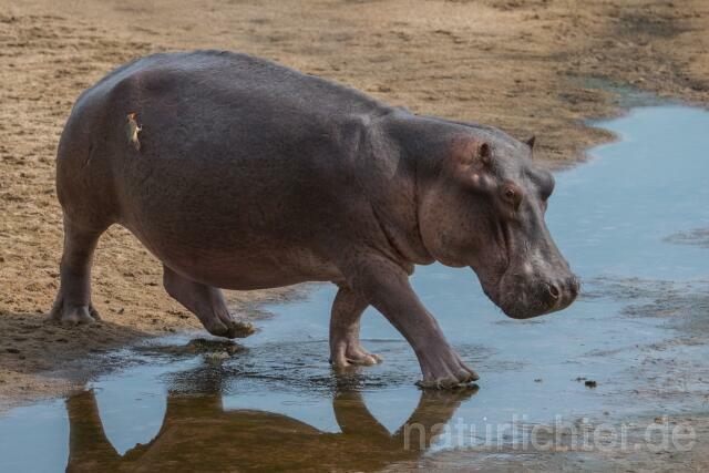 W20751 Nilpferd,Hippopotamus,Flusspferd - Peter Wächtershäuser
