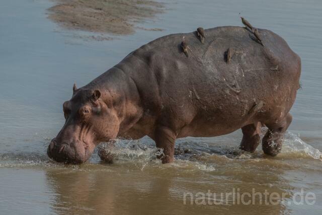 W20752 Nilpferd,Hippopotamus,Flusspferd - Peter Wächtershäuser