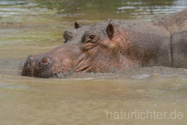 W20759 Nilpferd,Hippopotamus,Flusspferd - Peter Wächtershäuser