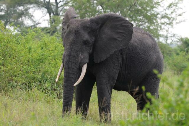W2990 Afrikanischer Elefant - Peter Wächtershäuser