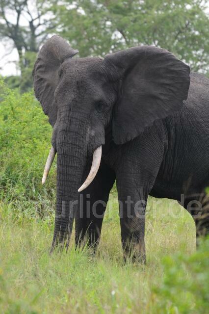 W2991 Afrikanischer Elefant - Peter Wächtershäuser