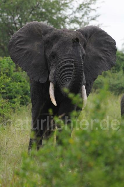 W2992 Afrikanischer Elefant - Peter Wächtershäuser