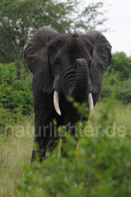 W2993 Afrikanischer Elefant - Peter Wächtershäuser