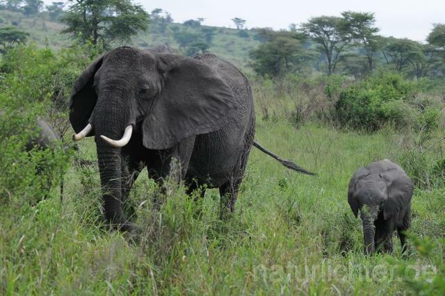 W2994 Afrikanischer Elefant - Peter Wächtershäuser