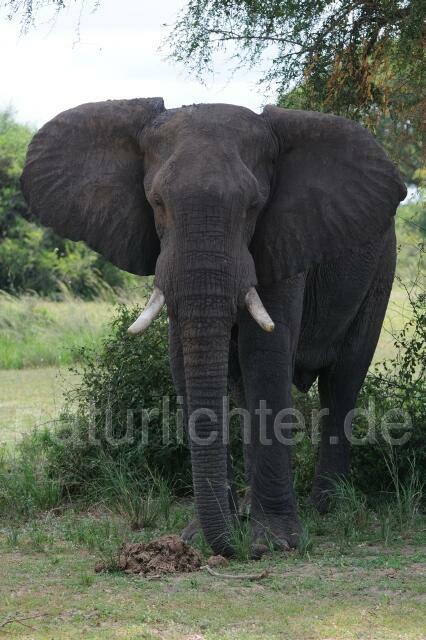 W2996 Afrikanischer Elefant - Peter Wächtershäuser