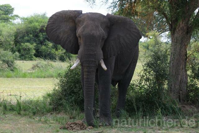 W2997 Afrikanischer Elefant - Peter Wächtershäuser